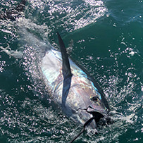 Xcessive Risk Sportfishing